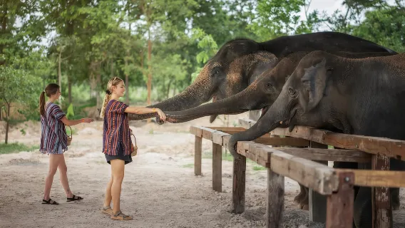Low price tour: Chiang Mai: Ethical Elephant Encounter Feeding Program | From only 690 THB