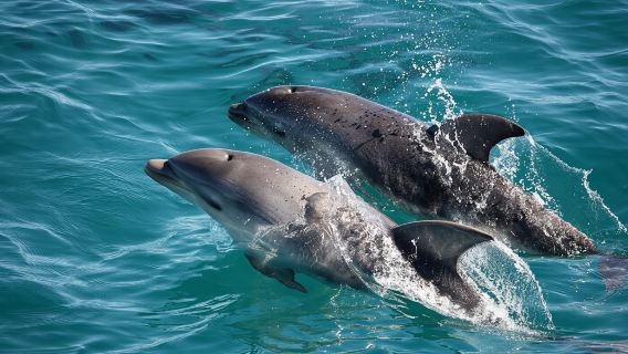 Sydney Departure (Chinese/English Tour with Koala) Port Stephens Dolphin Watching and Sandboarding 1-day Tour