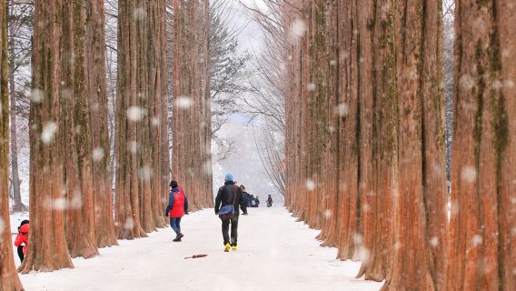 Gyeonggi-do, South Korea|Nami Island X Petite France X Italian Village