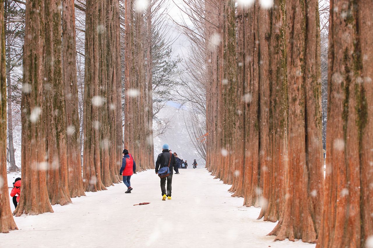Gyeonggi-do, South Korea|Nami Island X Petite France X Italian Village