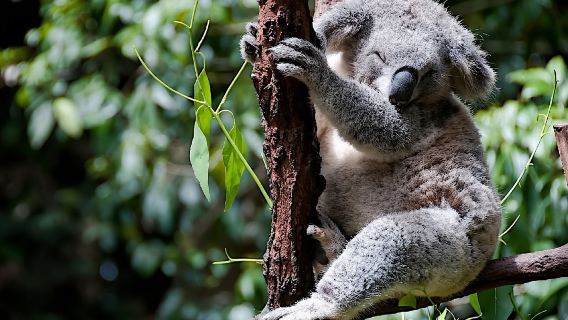 悉尼經典地標1日遊｜塔龍加+禿島+邦迪海灘｜行程可定制※