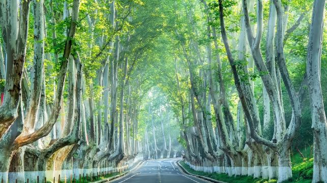 南京總統府+牛首山文化旅遊區+中山陵景區+陵園路+美齡宮+夫子廟1日