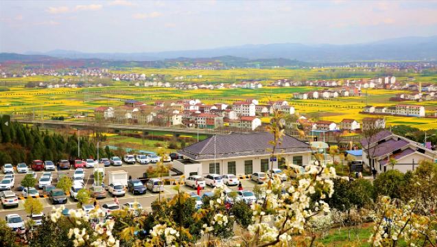 Laluan Khas Bunga Rape Hanzhong Kaunti Yang | Pemandangan Bunga di Kaunti Yang + Taman Pir Burung Bangau Merah + Bandar Lama Shangyuanguan