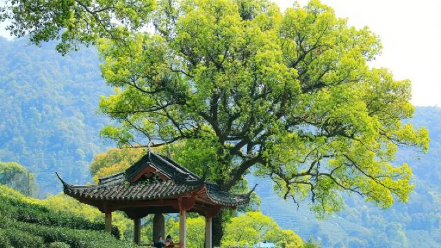 Hangzhou, China: Excursión a pie por las plantaciones de té Longjing en Jiuxi Yanshu + Aldea Longjing + Meijiawu