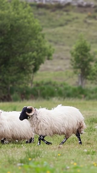 1-day tour to Wicklow Mountains National Park, Glendalough and Powerscourt in Dublin, Ireland
