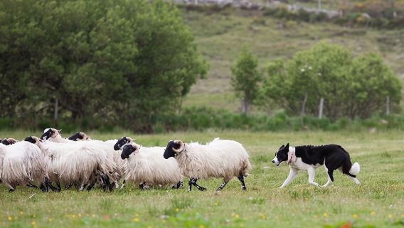 1-day tour to Wicklow Mountains National Park, Glendalough and Powerscourt in Dublin, Ireland