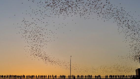 Austin: Lawatan Kayak Menonton Kelawar Senja