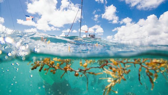 Small-Group Cruising and Snorkeling Catamaran Tour