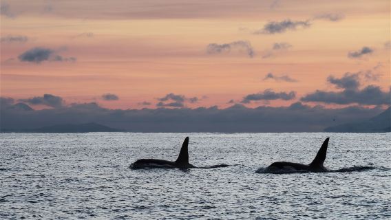 Observation des baleines en mer à Tromsø, Norvège (choix entre catamaran ou bateau rapide RIB + options d'observation des baleines à Skjervøy ou Andenes)
