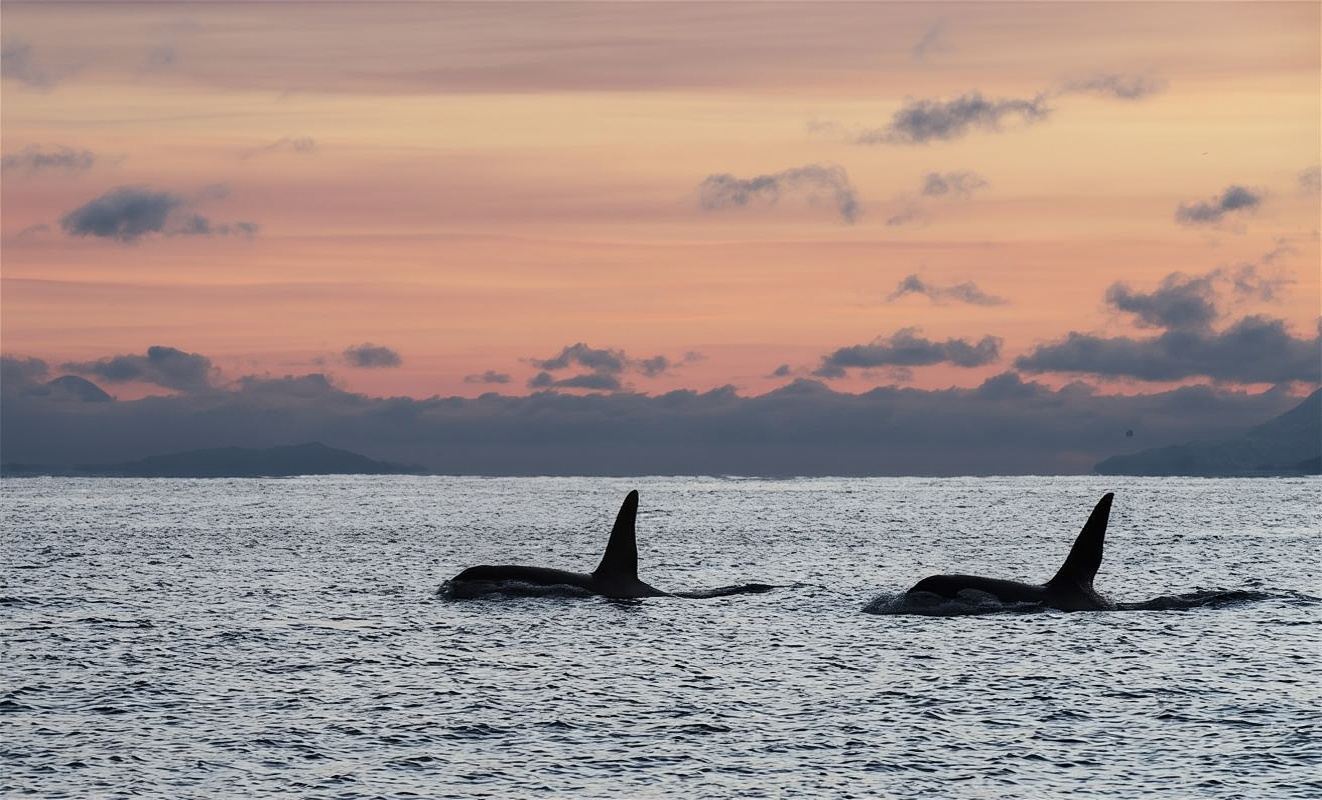 Whale watching cruise in Tromso, Norway (catamaran/RIB speedboating options + whale watching in Skjervoy/Andenes)