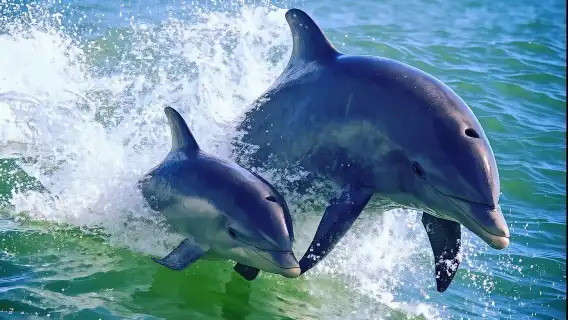 St. Pete Beach Area: Dolphin Racer Speedboat Adventure