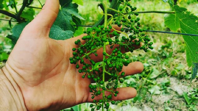 Barolo & Barbaresco Weinerlebnis mit einem lokalen Winzer / Turin
