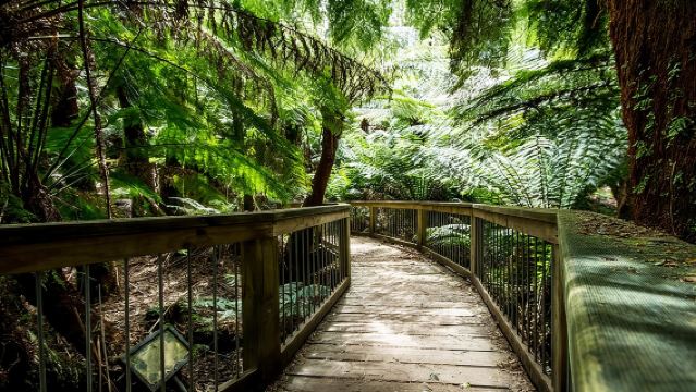 Great Ocean Road, Foresta Pluviale e 12 Apostoli da Melbourne