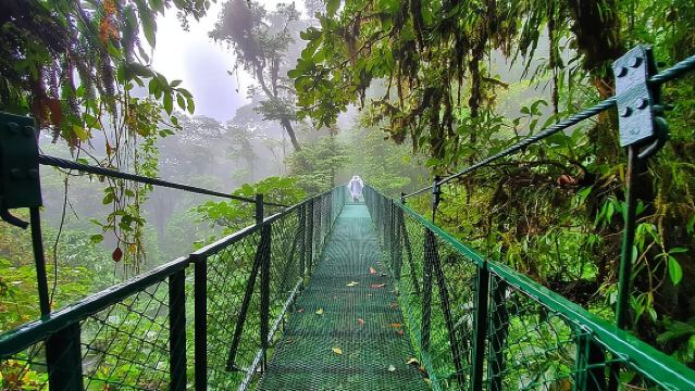 Paseo guiado por los puentes colgantes del Bosque Nuboso de Monteverde
