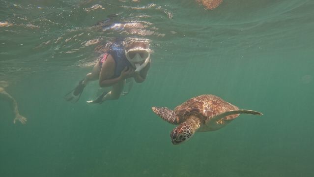 San Juan Turtle Spotting Snorkel Adventure with Videos