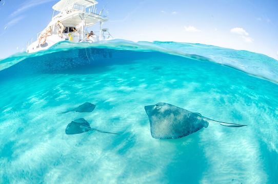 開曼群島探險之旅：Starfish Point、Stingray City 與珊瑚花園