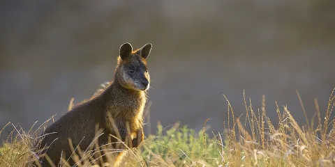 菲利普島企鵝歸巢小團遊連午餐及葡萄酒