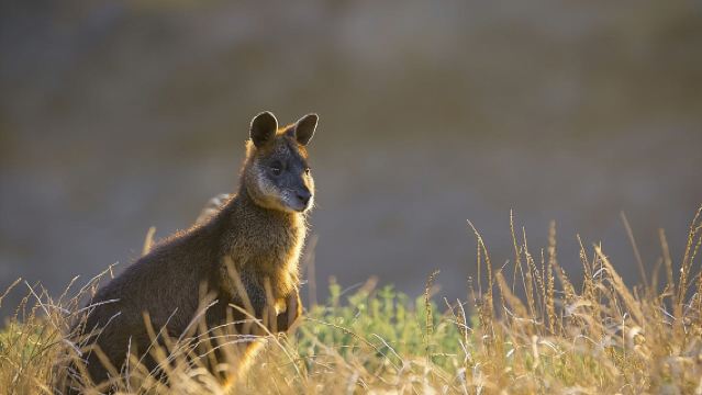 ขบวนพาเหรดเพนกวินเกาะฟิลลิป กลุ่มเล็กพร้อมอาหารกลางวันและไวน์