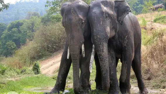 卡倫大象之家全日行程 – 與獲救大象同行、餵食及觀察