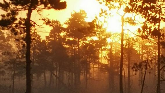 Sentiero della torbiera del Parco Nazionale di Kemeri vicino a Riga