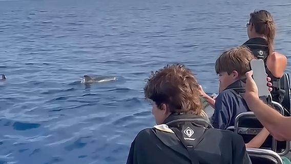 Bootsausflug nach Corvo und Inselrundfahrt