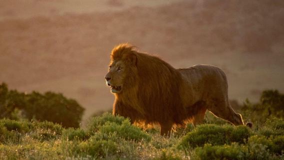 Port Elizabeth: Addo Park Safari – Escursione a terra + prelievo