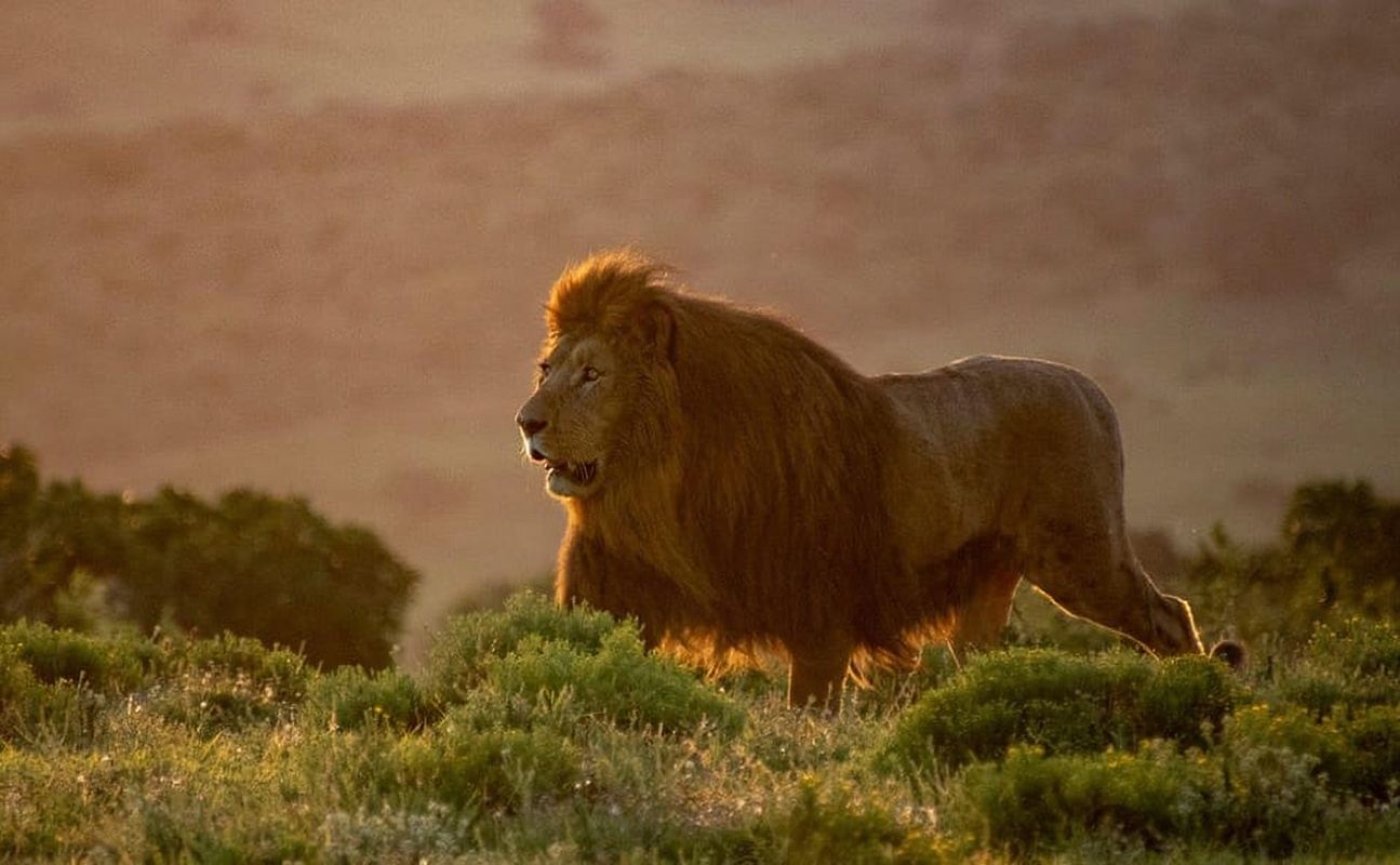 Port Elizabeth: Addo Park Safari – Shore Excursion + Pickup