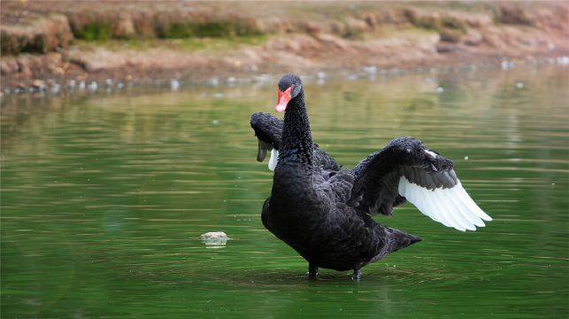 秦嶺野生動物園+秦嶺四寶科學公園一日遊【雙園萌寵，小車出行】