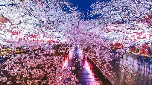 夜桜の輝き・東京都内桜めぐりワンデーツアー、目黒川の夜桜、ランチ付き