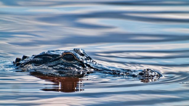 From Miami: Everglades Airboat, Wildlife Zoo & Bus Transfer