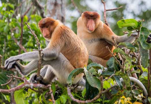 Royal Bay Sky Mirror Mangrove Day Tour in Sabah [Proboscis Monkeys/Fireflies/Beach Sunset]