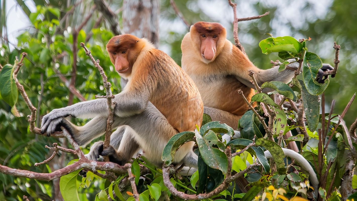 Perjalanan Satu Hari Hutan Bakau Langit Kerajaan Sabah [Monyet Belanda/Kunang-Kunang/Matahari Terang Pantai]