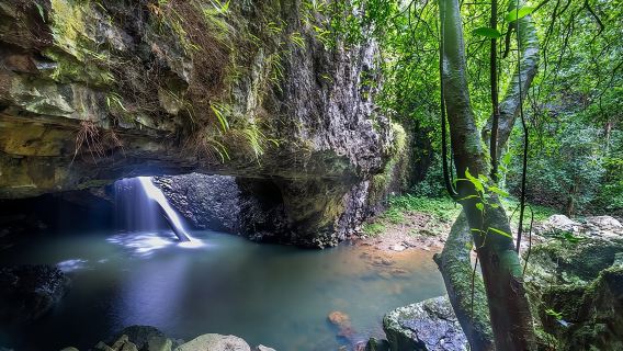 Springbrook andTamborine Rainforest Tour Incl Natural Bridge and Glow Worm Cave