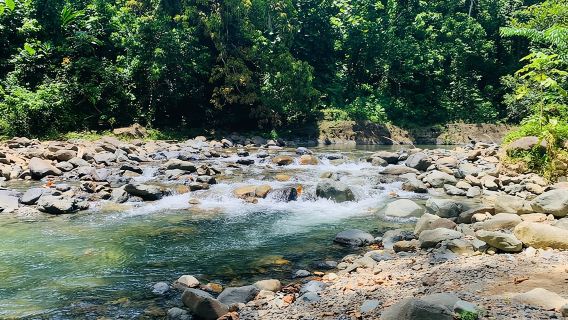 Concrete Jungle to the Actual Jungle, The Complete Package Tour