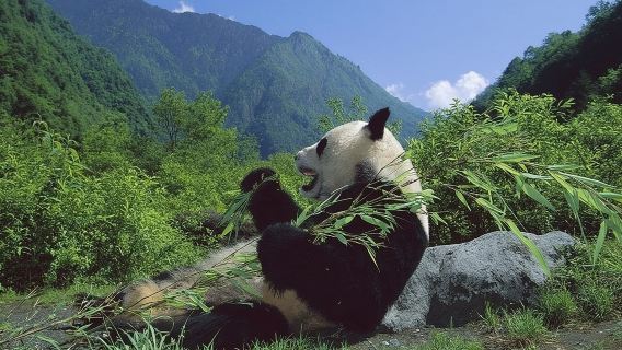 Private Wolong Panda Base and Earthquake Site Day Tour