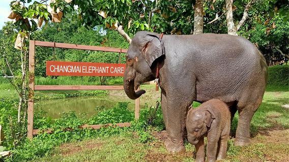 Elephant care program at CHIANGMAI ELEPHANT CARE