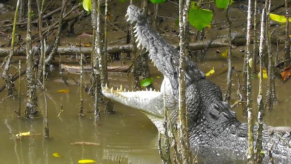1-stündige Wildtierbeobachtungsfahrt auf dem Daintree River