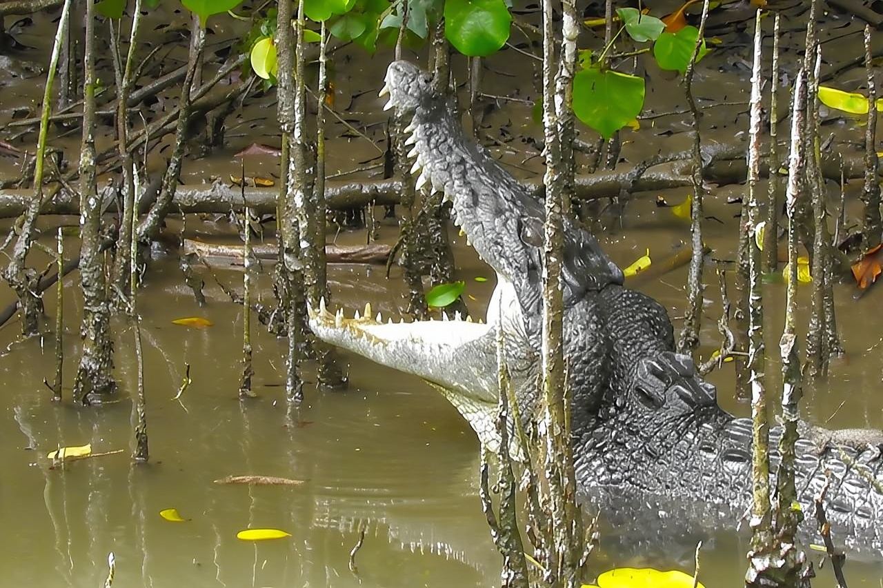 1-stündige Wildtierbeobachtungsfahrt auf dem Daintree River