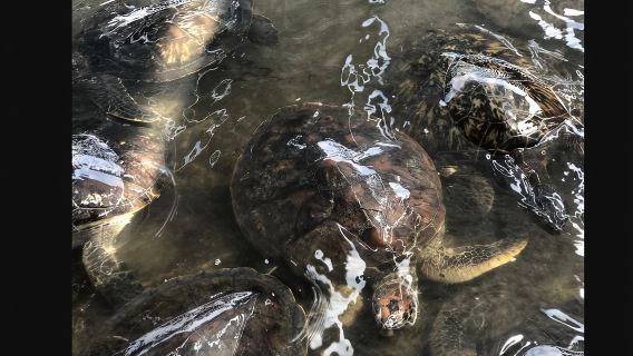 Indonesia + Komodo bot laju lawatan sehari 8 Tarikan @