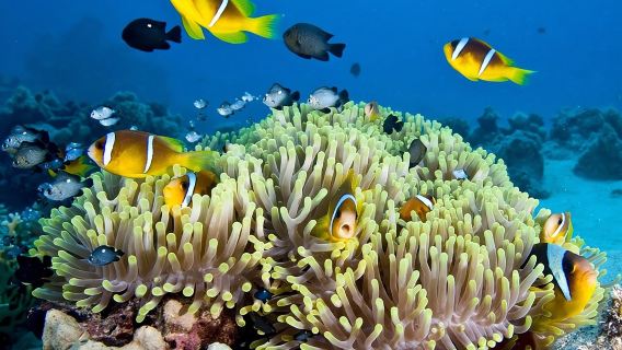 Nha Trang Bay Day Tour: Snorkeling, Fishing, BBQ Lunch & Relaxing