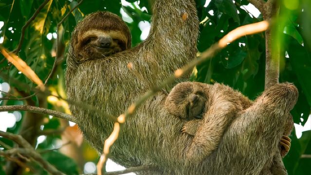 Mangrove Boat Tour Damas Island, Manuel Antonio