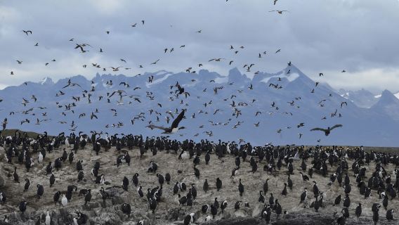 Ushuaia, Argentina Beagle Channel Catamaran Cruise (Sea Lion Island + World's End Lighthouse)