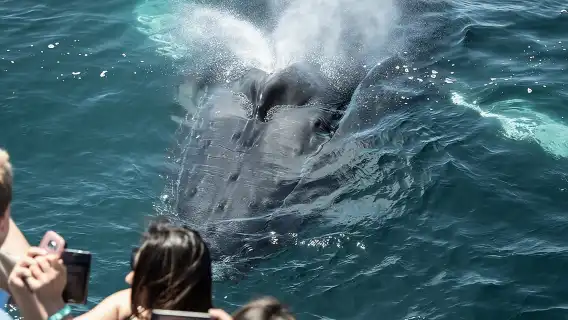 Luxury Whale Watching: Fewer People, Extra Speed, Expert Staff