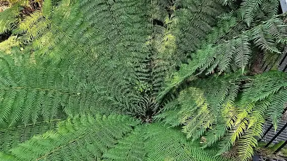 Great Ocean Road Tour Premium Coach In A Relaxed Way 