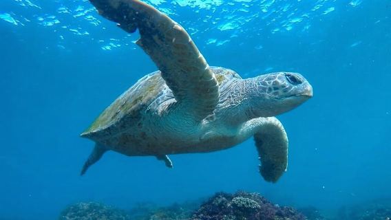 Fingal Head: Penyewaan Perahu dan Snorkel Penyu Laut di Pulau Cook