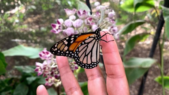 Maui: Eintrittskarte für die interaktive Schmetterlingsfarm