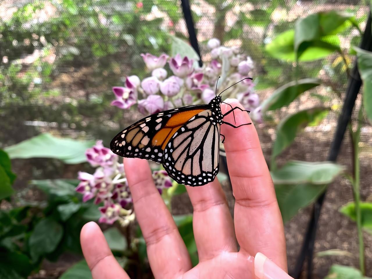 Maui: Entrada a la granja de mariposas interactiva