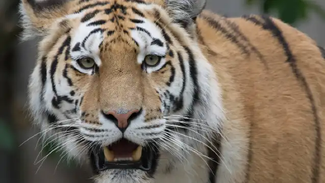 Copenhagen: Copenhagen Zoo Entry Ticket