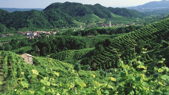 Venise : visite des vignobles des collines du Prosecco avec dégustations et déjeuner