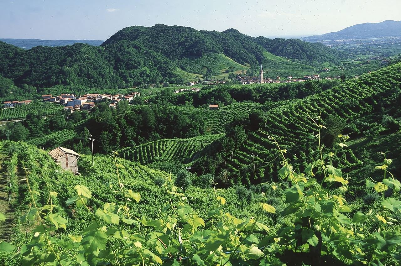 Venice: Prosecco Hills Wineries Tour with Tastings and Lunch